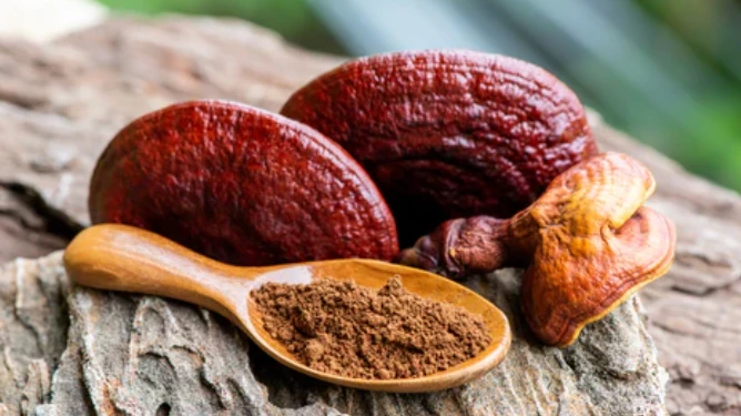 Reishi spore powder.webp